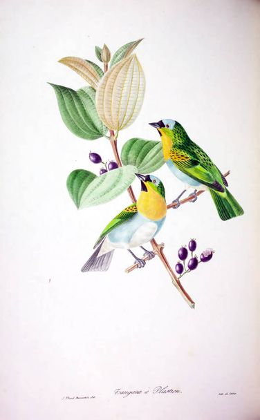 Ілюстрація птах. Кольорові фігурки птахів на Британських островах - Фото, зображення