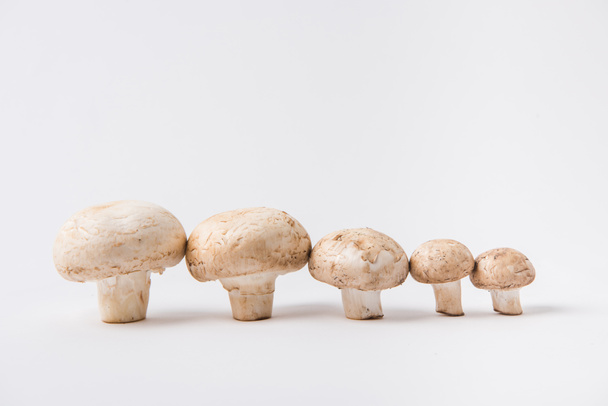 Сырые грибы, лежащие на белом фоне подряд
 - Фото, изображение