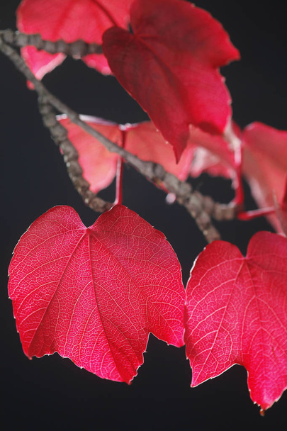 branch with red leaves of wild vine  - Foto, Imagem
