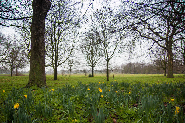 Spring flowers among the grass under the trees in Regents Park, London. - Photo, Image