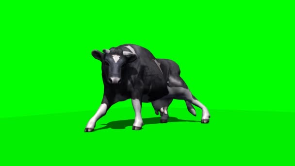 kráva stanoví dolů a umístěte 2 - zelená obrazovka - Záběry, video