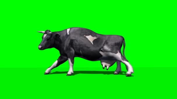 vaca se acuesta y descansa 1 - pantalla verde
 - Metraje, vídeo