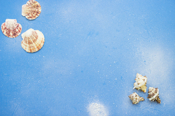 Sea background shells - Fotoğraf, Görsel