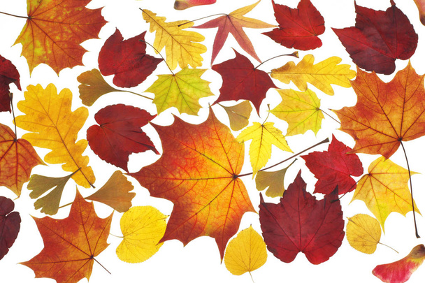 Close-up of autumn Leaves on background - Foto, imagen
