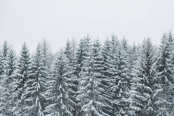 Pinos cubiertos de nieve en la naturaleza
 - Foto, Imagen