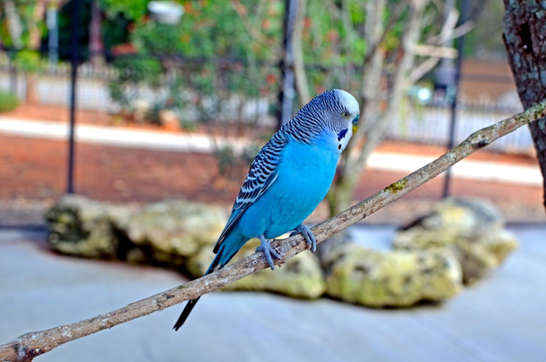 Mavi muhabbet kuşu kuş - Fotoğraf, Görsel