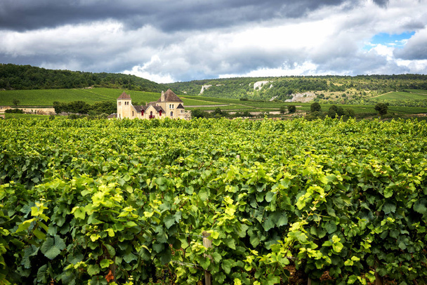 Βουργουνδία, πολλά chateau (Κάστρο) περιβάλλεται από πολλά στρέμματα των αμπελώνων και είναι μεγάλη παραγωγοί κρασιού. Γαλλία. - Φωτογραφία, εικόνα