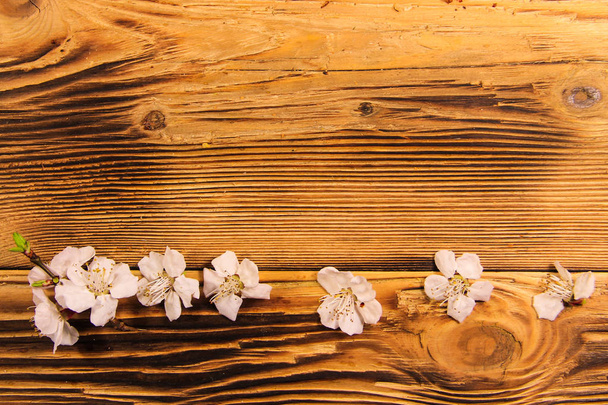Flowers of apricot tree on wooden background - Photo, Image