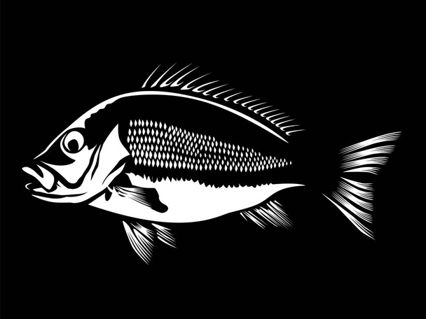 Red snapper 2 bl - Vector, Image