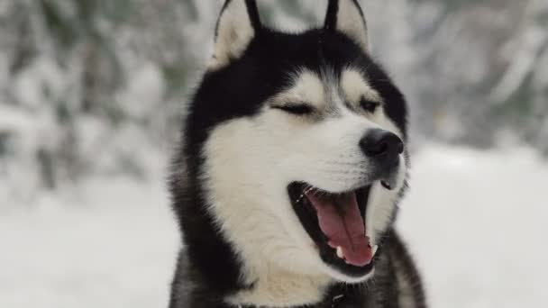 Close-up van een honden gezicht - een Siberische husky met blauwe ogen op zoek rechtstreeks in de camera. Howl zingen een lied - Video