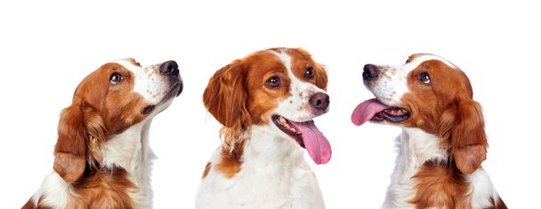 студийный портрет трех милых собак на белом фоне
 - Фото, изображение