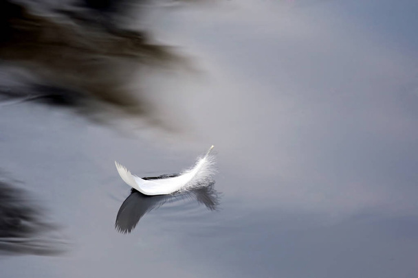 feather floats on the surface of the water - Photo, Image