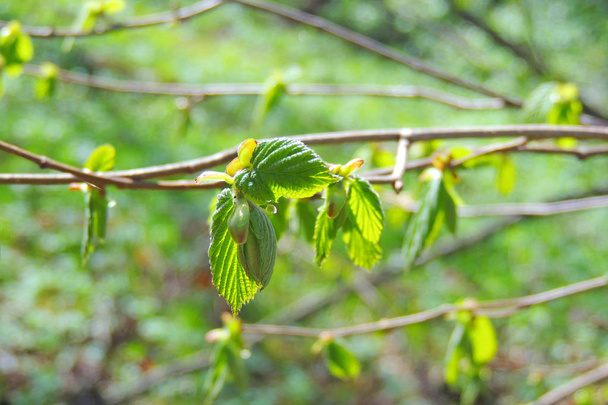 Las primeras hojas en los árboles - Foto, imagen