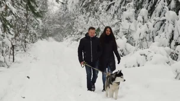 冬の松林の中にある幸せな結婚されていたカップルは、美しいブラック痛みシベリアン ハスキーで歩きます。なだめるような人々 の顔のうれしそうな. - 映像、動画