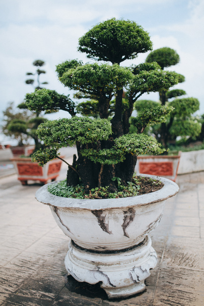 Árbol de Bonsai - Foto, imagen