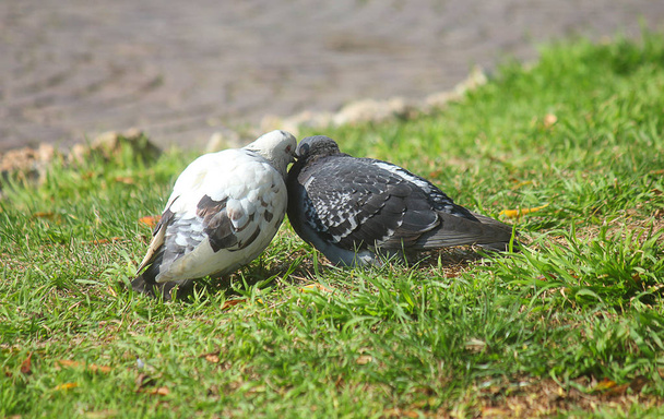 colombes sur l'herbe
 - Photo, image