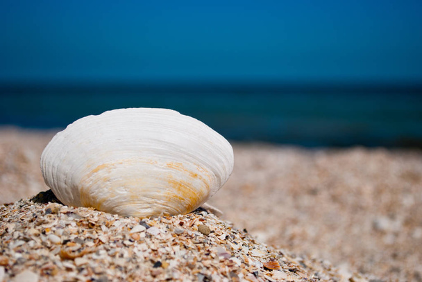 Un grande guscio bianco bello ovale sulla sinistra contro un mare blu e un cielo blu giallo sabbia spiaggia conchiglie vacanza estiva giornata di sole
 - Foto, immagini