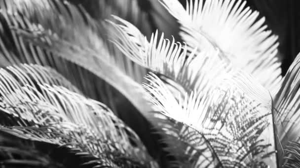 Lindas folhas verdes e sol brilhante sobre fundo borrado
 - Filmagem, Vídeo
