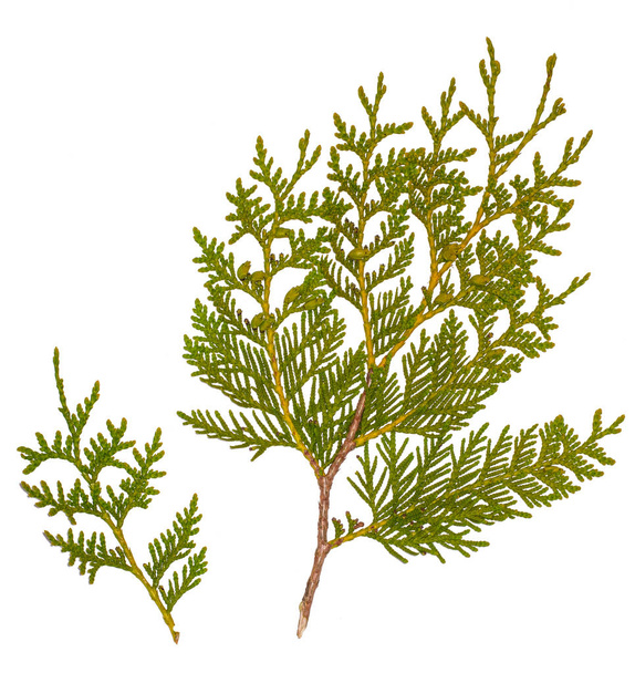 Fresh green pine leaves isolated, Shoots are Cossack Juniper - Foto, Imagen