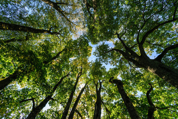 textures de tronc d'arbre en milieu naturel
 - Photo, image