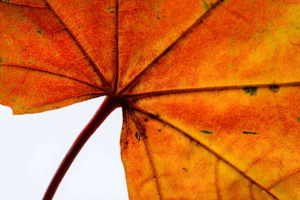 listy podzim barevný strom v parku - Fotografie, Obrázek