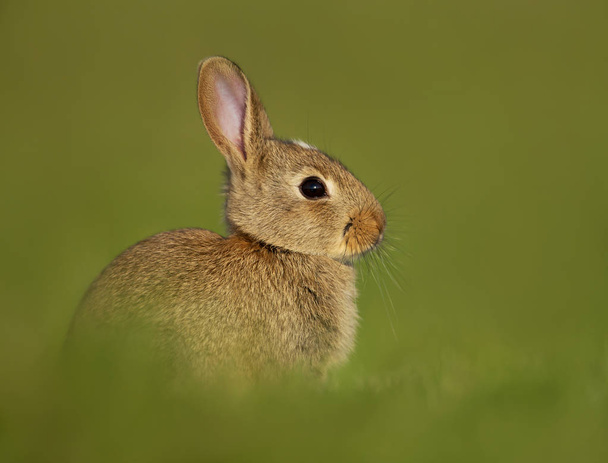 Portrait of a young little rabbit in the meadow - Photo, Image