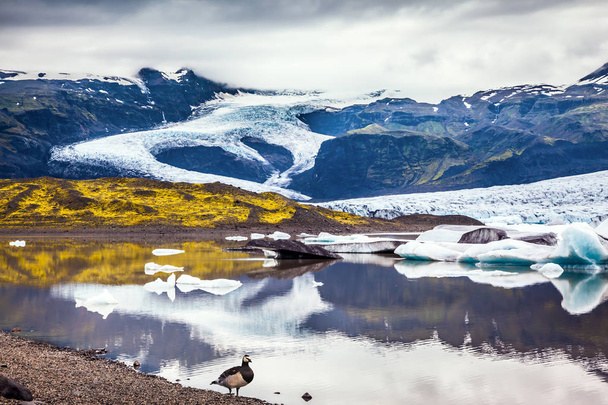 Icelandic goose grazing on the lake. Sunrise illuminates the glacier Vatnajokull and water of Ice Lagoon Jokulsarlon. The concept of extreme northern tourism - Foto, Imagem