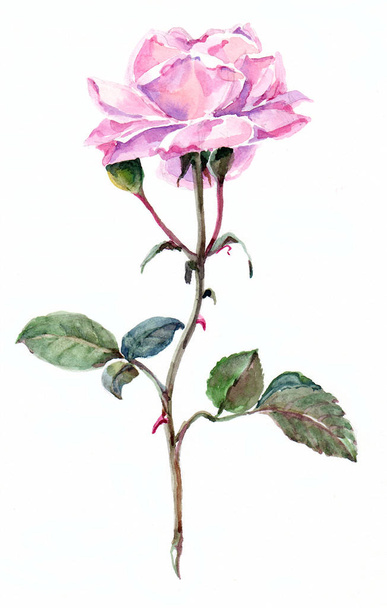 Watercolor pink rose. Floral hand illustration for desing. - Foto, imagen