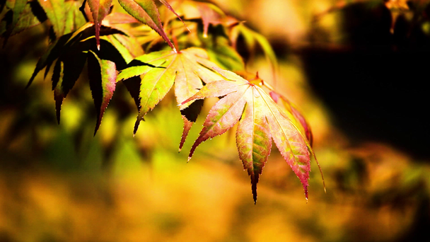 Красивые зеленые листья и яркое солнце на размытом фоне
 - Кадры, видео