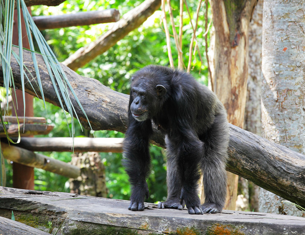 chimpanzee - Φωτογραφία, εικόνα