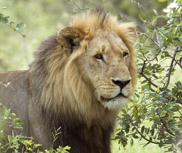 Leijona (Panthera leo)) - Valokuva, kuva