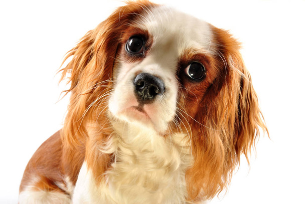 Дивовижна смішна собака крупним планом
  - Фото, зображення