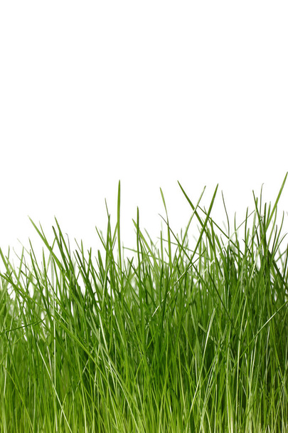 yeşil çim izole üzerinde beyaz arka plan, yakın çekim  - Fotoğraf, Görsel