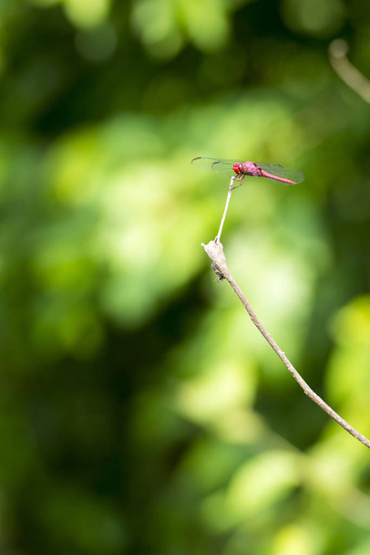 vážka na větvi - Fotografie, Obrázek