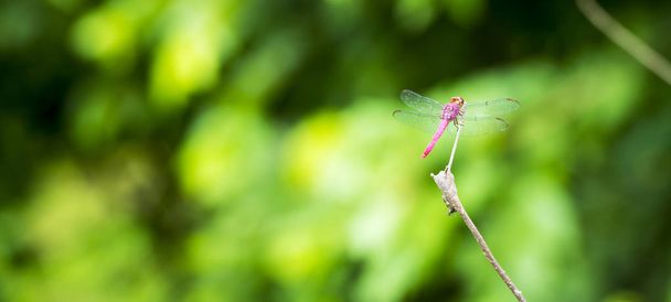 Libelle auf Ast - Foto, Bild