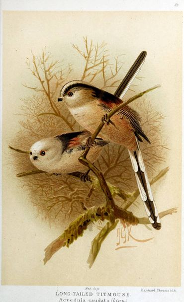 Kuş Illustration. İngiliz Adaları kuşların renkli resimler - Fotoğraf, Görsel