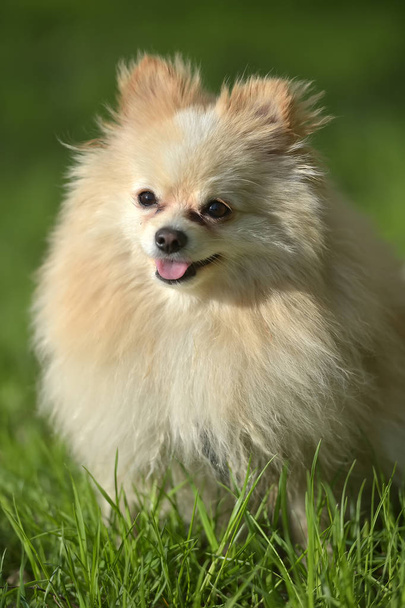 Pomeranian - Zdjęcie, obraz