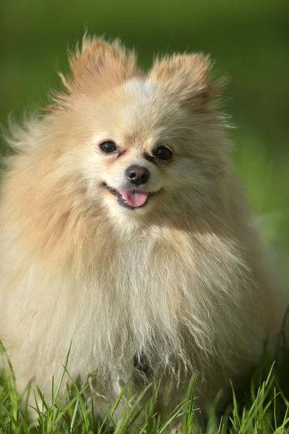 Pomeranian - Zdjęcie, obraz