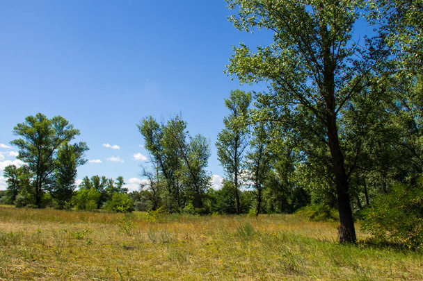 Kesämaisema vihreitä puita, niitty ja sininen taivas
 - Valokuva, kuva