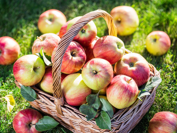 Apple harvest. Ripe red apples in the basket on the green grass. - Foto, Bild