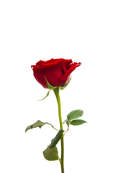 rosa roja aislada  - Foto, Imagen