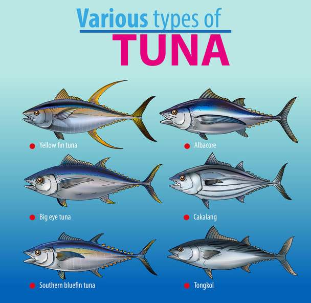 Vector illustration, various type of tuna - Вектор,изображение