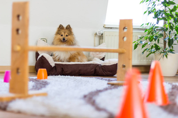 shetland sheepdog sits in front of a obstracle course at home - 写真・画像
