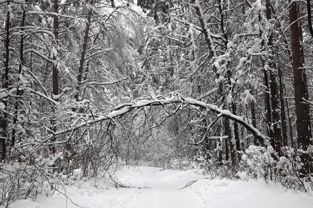 美しい冬の森。雪に覆われた森の中のパスです。雪の重みで曲がった木 - 写真・画像