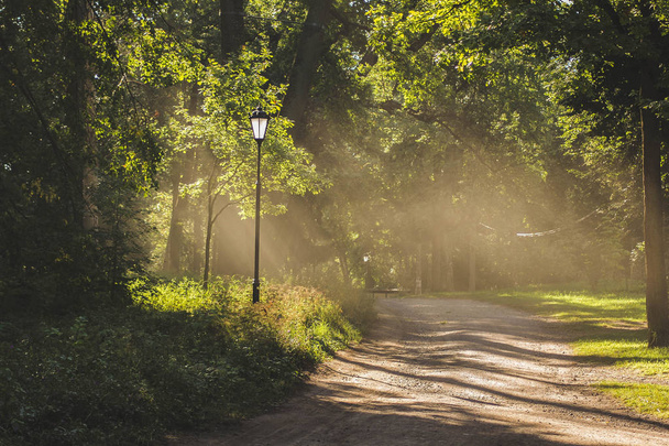 Ранок світло в Гатчині парк - Фото, зображення