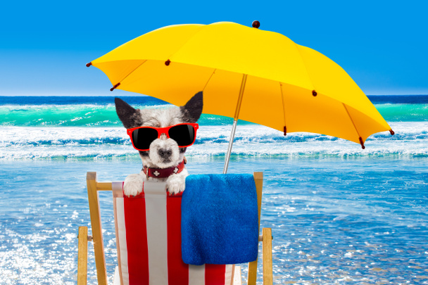 отдых собаки на пляжном стуле
  - Фото, изображение