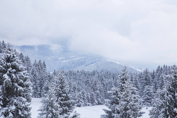 Beautiful winter landscape at the mountain, fir tree forests cov - Фото, изображение