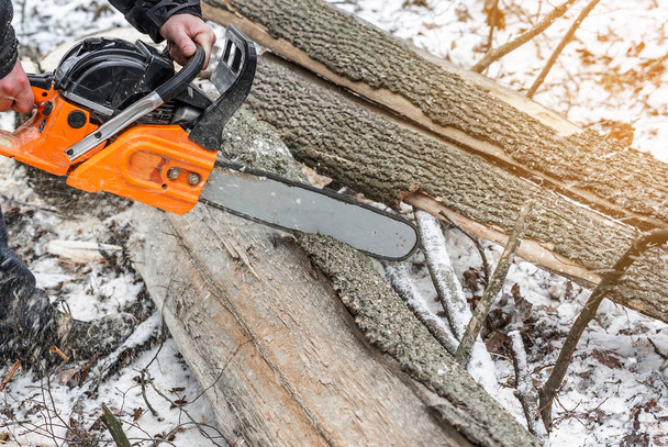 Tronçonneuse manuelle. Homme mains, scie un arbre dans les bois en hiver un
 - Photo, image