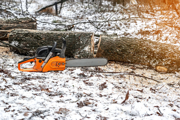 Manual chainsaw. Man hands, saws a tree in the woods in winter a - Φωτογραφία, εικόνα