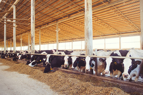 conceito de exploração de vacas da agricultura, agricultura e pecuária - um rebanho de vacas que usam feno em um celeiro em uma fazenda de laticínios
 - Foto, Imagem